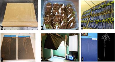 Dissecting the Root Phenotypic and Genotypic Variability of the Iowa Mung Bean Diversity Panel